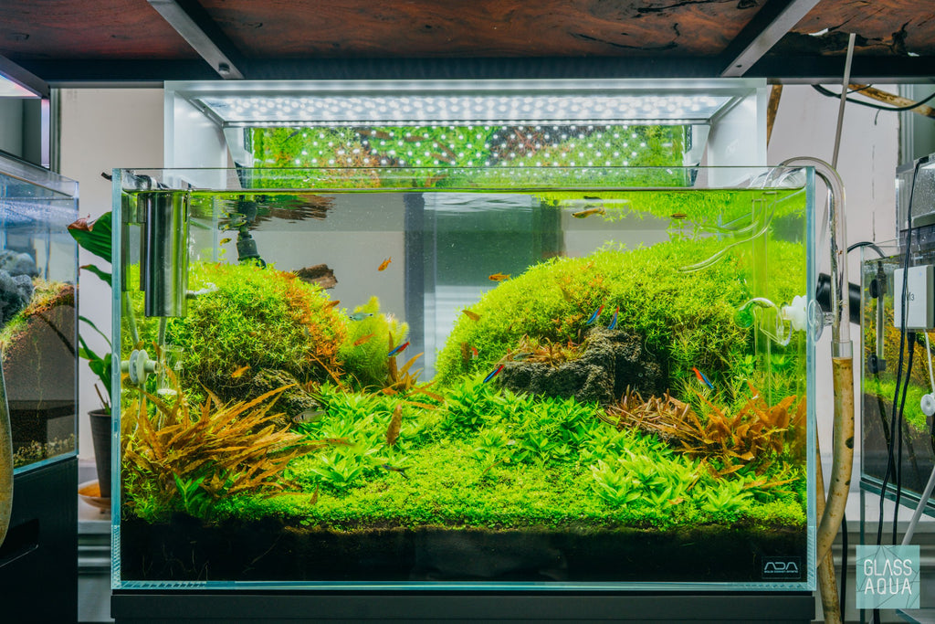 Staurogyne Repens Aquatic Plant for Planted Aquarium Tank