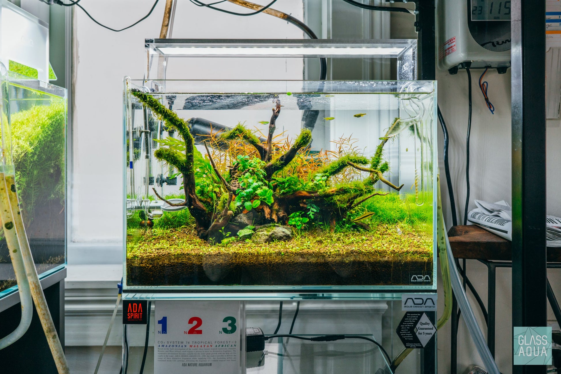 Ludwigia Arcuata - Glass Aqua