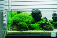 Hemianthus Callitrichoides ‘Cuba' - Glass Aqua
