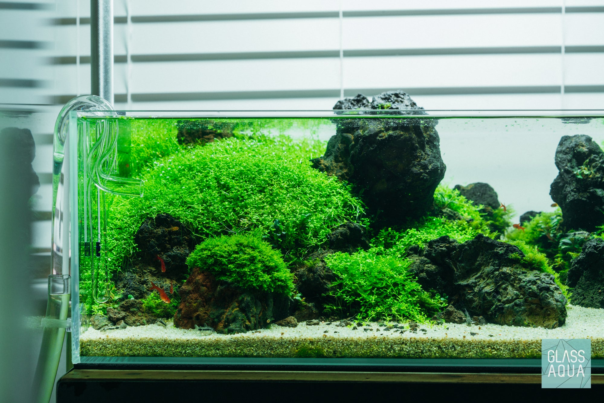 Hemianthus Callitrichoides ‘Cuba' - Glass Aqua