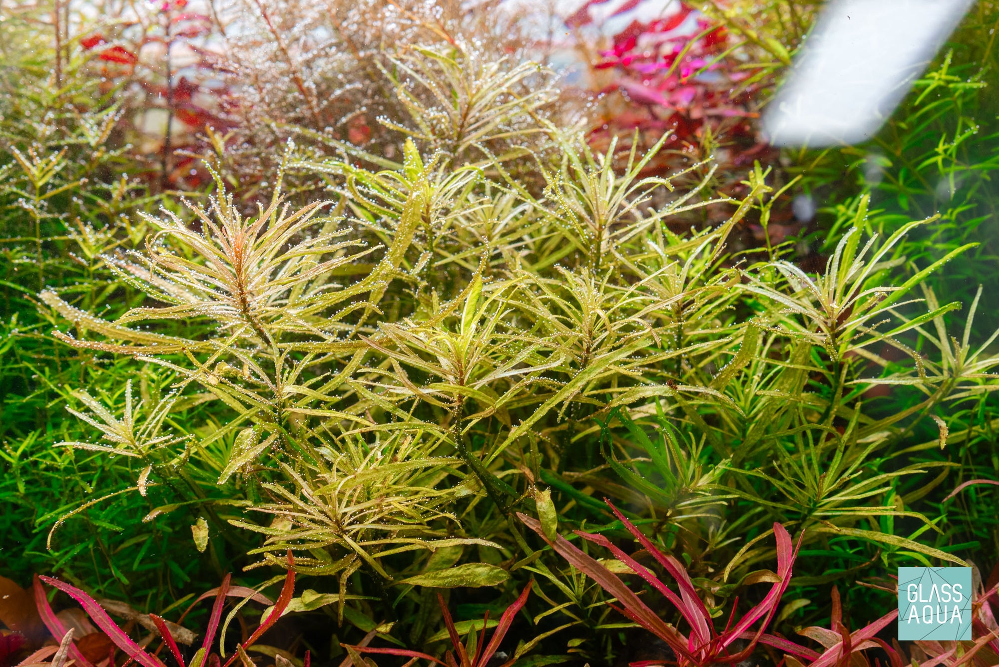 Ludwigia White Inclinata Cuba Live Aquatic Plant