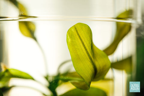 Aponogeton Natans | Shop Beginner Aquarium Plants - Glass Aqua