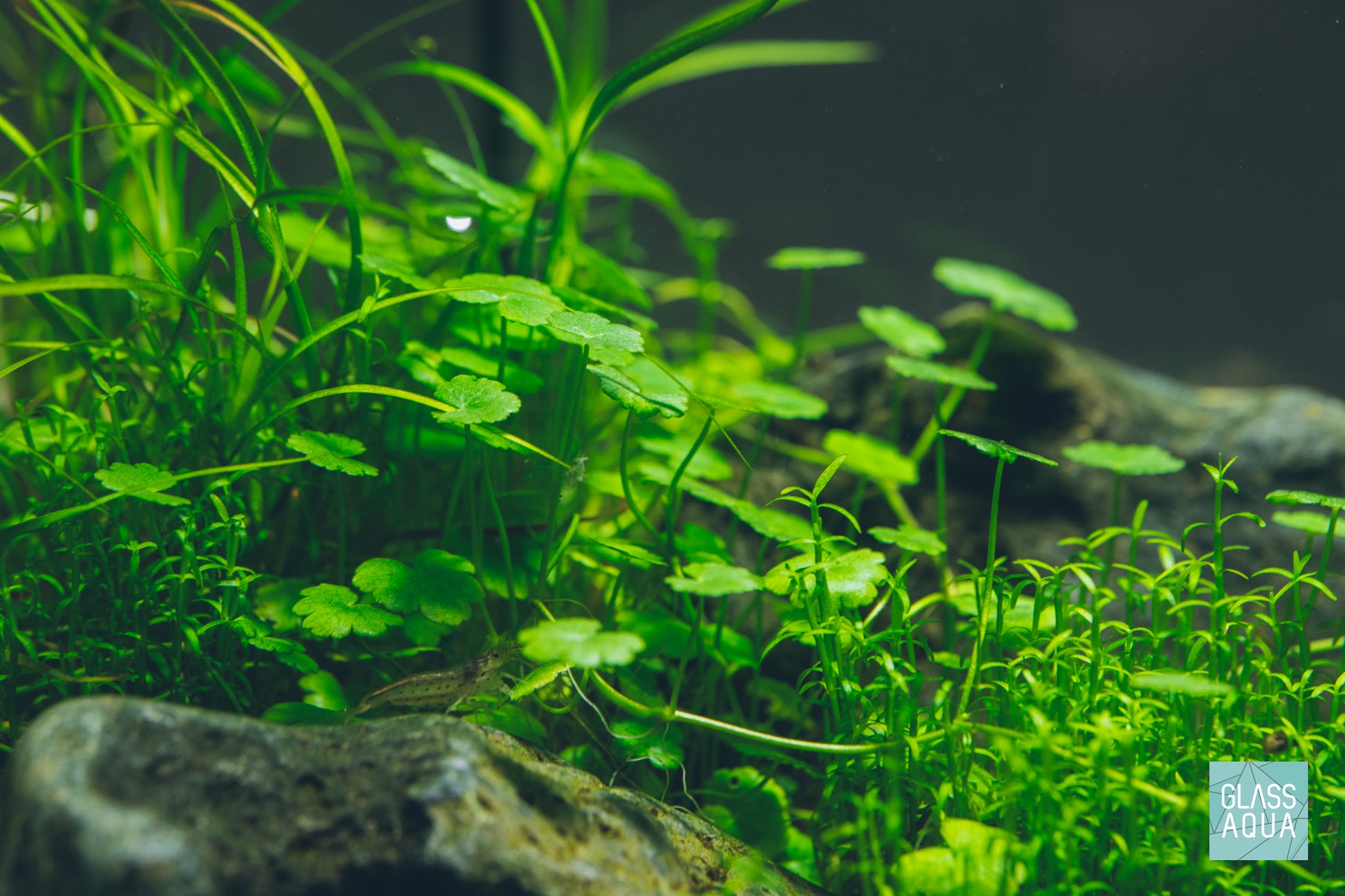 Hydrocotyle Sibthorpioides | Shop Midground Aquatic Plants - Glass Aqua