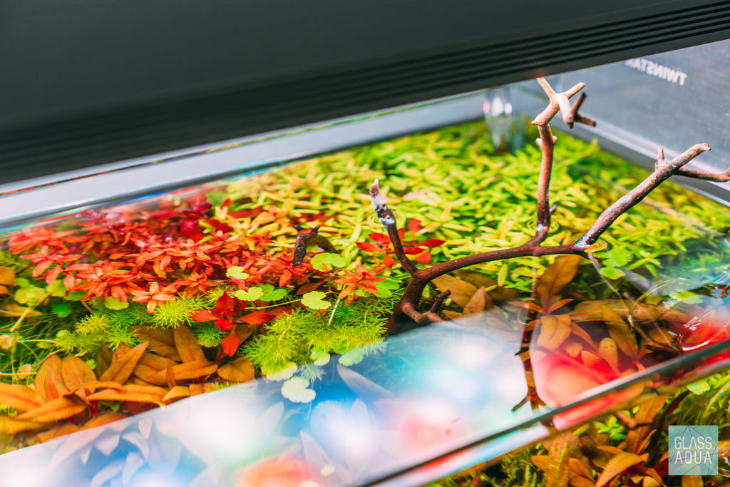 Rotala Macrandra 'Mini' Butterfly - Glass Aqua