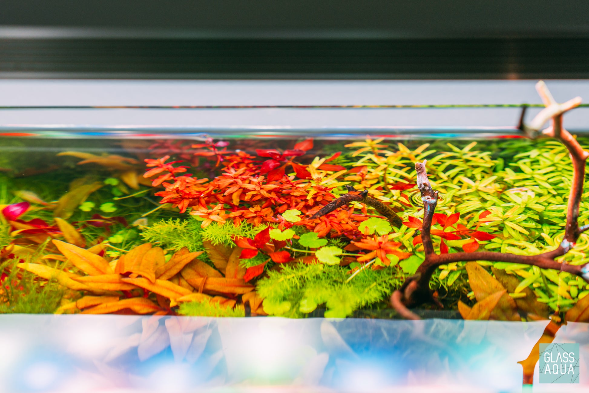 Rotala Macrandra 'Mini' Butterfly - Glass Aqua
