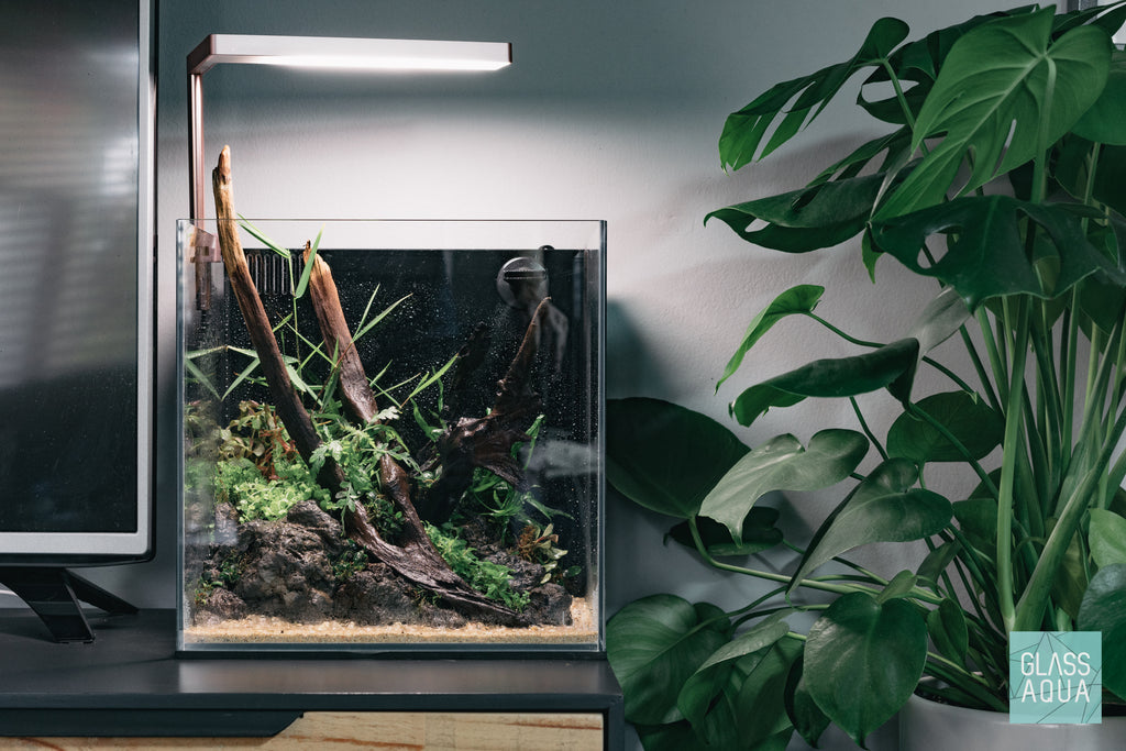 Shop All-In-One Planted Aquarium Kit - Cube Bundles and Kits - Glass Aqua