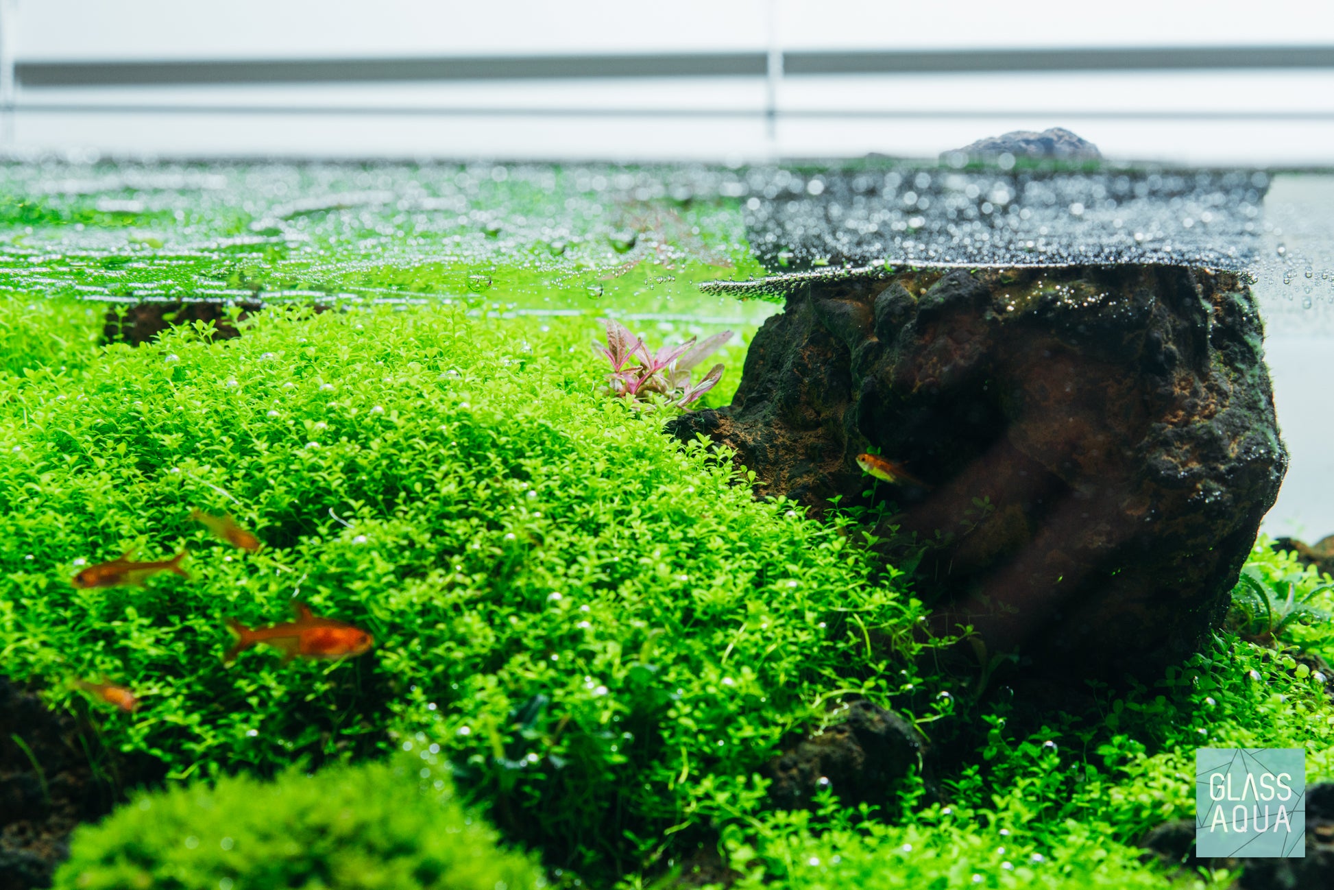 Shop Hygrophila Chai Aquatic Plants - Glass Aqua