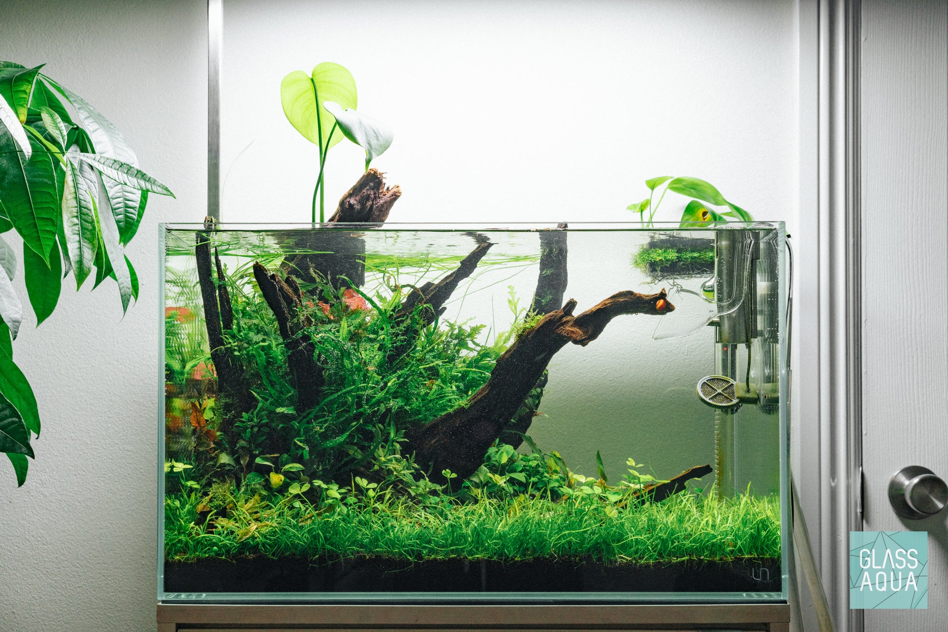 Lilaeopsis Novaezelandiae - Glass Aqua
