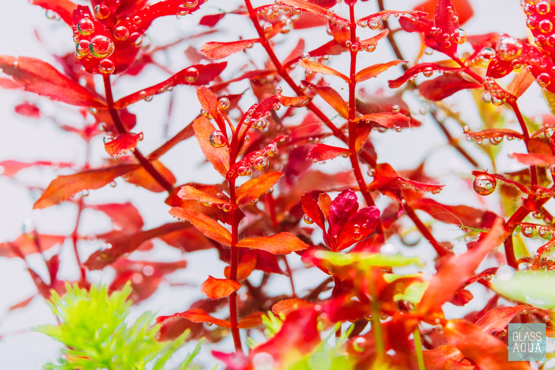 Rotala Macrandra 'Mini' Butterfly - Glass Aqua
