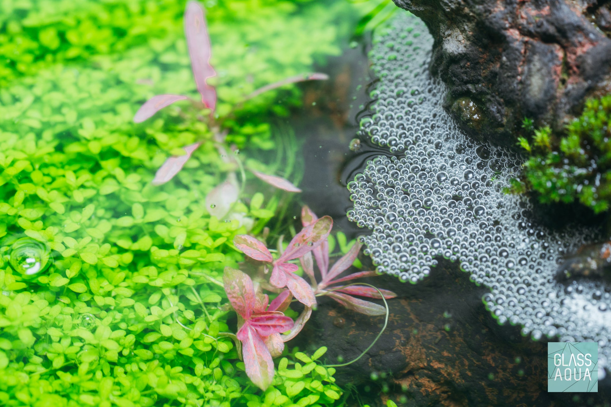Shop Hygrophila Chai Aquatic Plants - Glass Aqua
