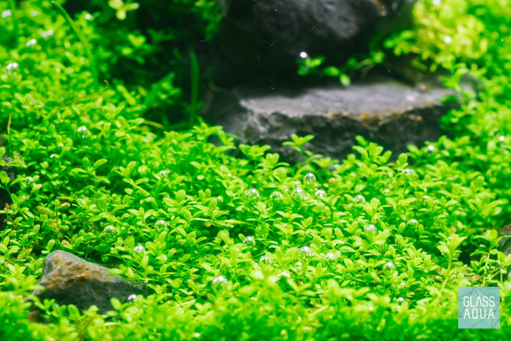 Marfied x UNS Controsoil Planted Aquarium Tank Aquatic Plant Substrate