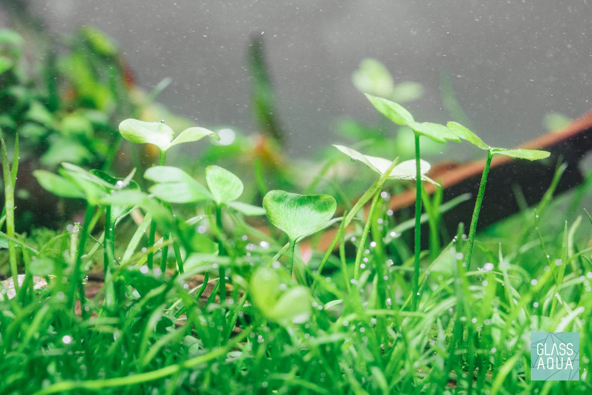 Shop Marsilea Angustifolia Aquatic Plants - Glass Aqua