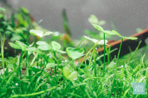 Shop Marsilea Angustifolia Aquatic Plants - Glass Aqua