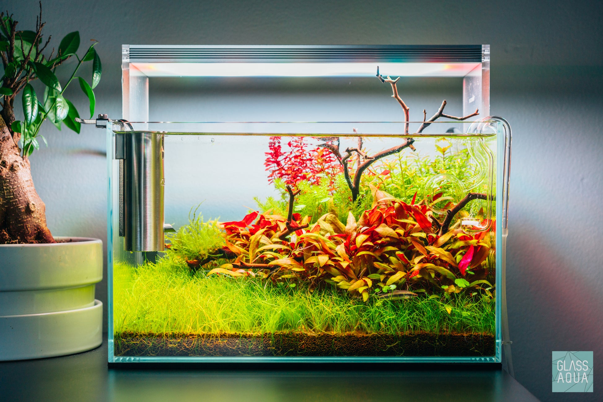 Rotala Macrandra 'Mini' Butterfly - Glass Aqua