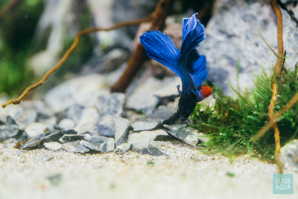 Shop Seiryu Stone Accent Rocks Hardscape - Glass Aqua