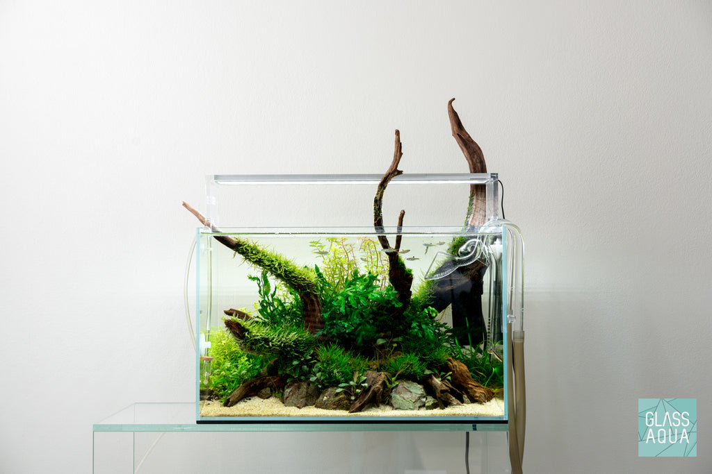 Aquatics by Nature - New 60cm aquascape with Seiryu stone and
