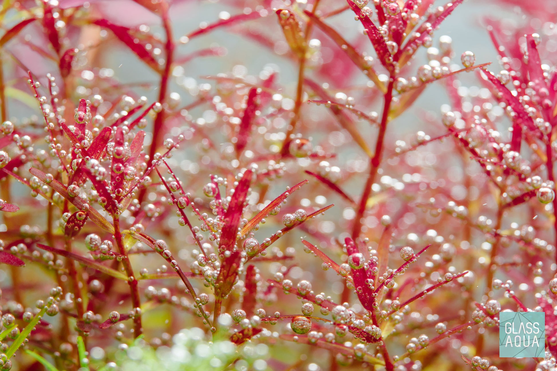 Rotala H'ra Aquarium Stem Plant
