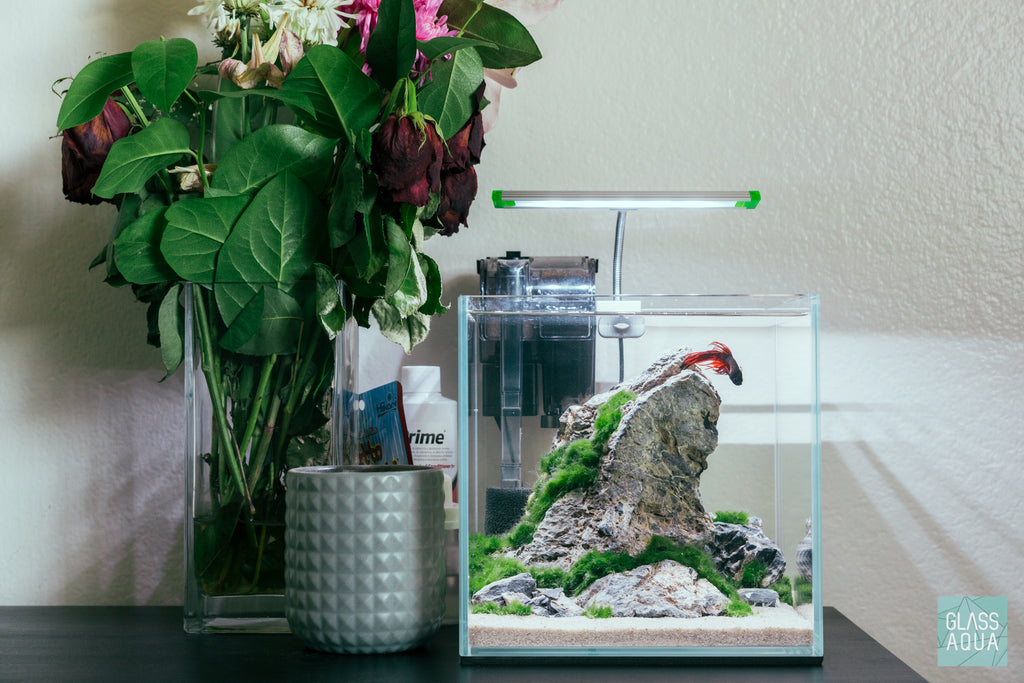 Seiryu Stone Accent Rocks in a planted cube aquarium for a betta fish