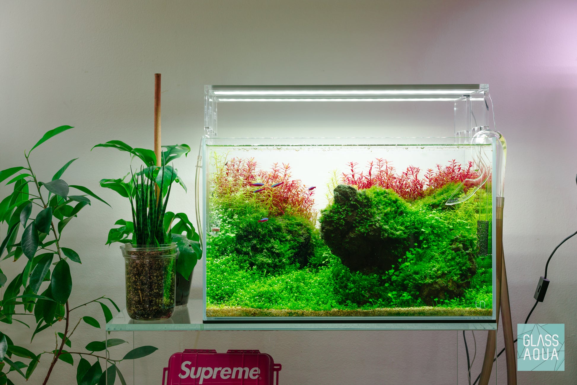 Hydrocotyle Tripartita Clover Aquatic Plant for Planted Aquarium Tank