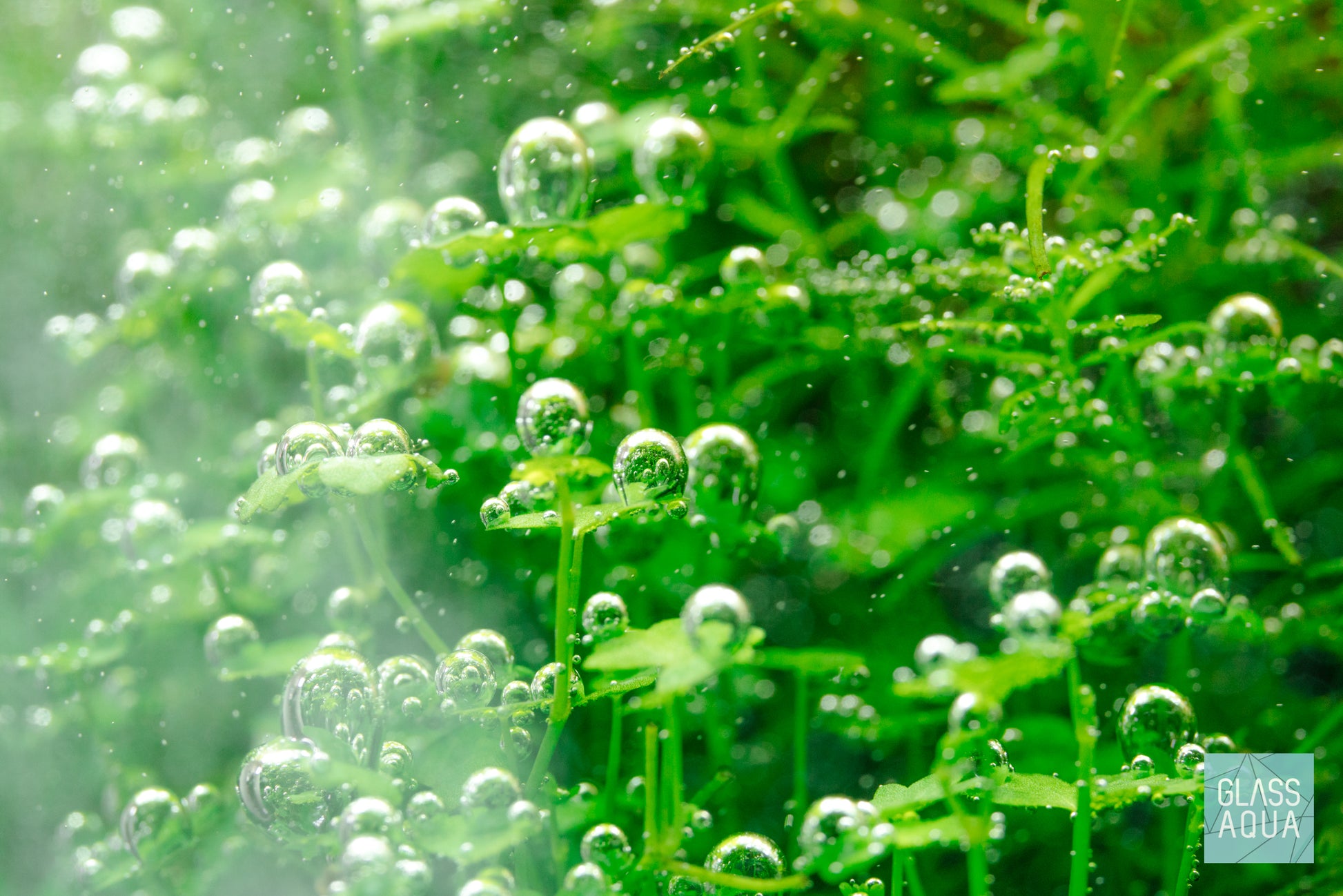 Hydrocotyle Tripartita Clover Aquatic Plant for Planted Aquarium Tank
