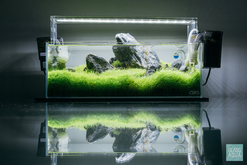 Utricularia Graminifolia Carpeting Carnivorous Plant for Planted Tank