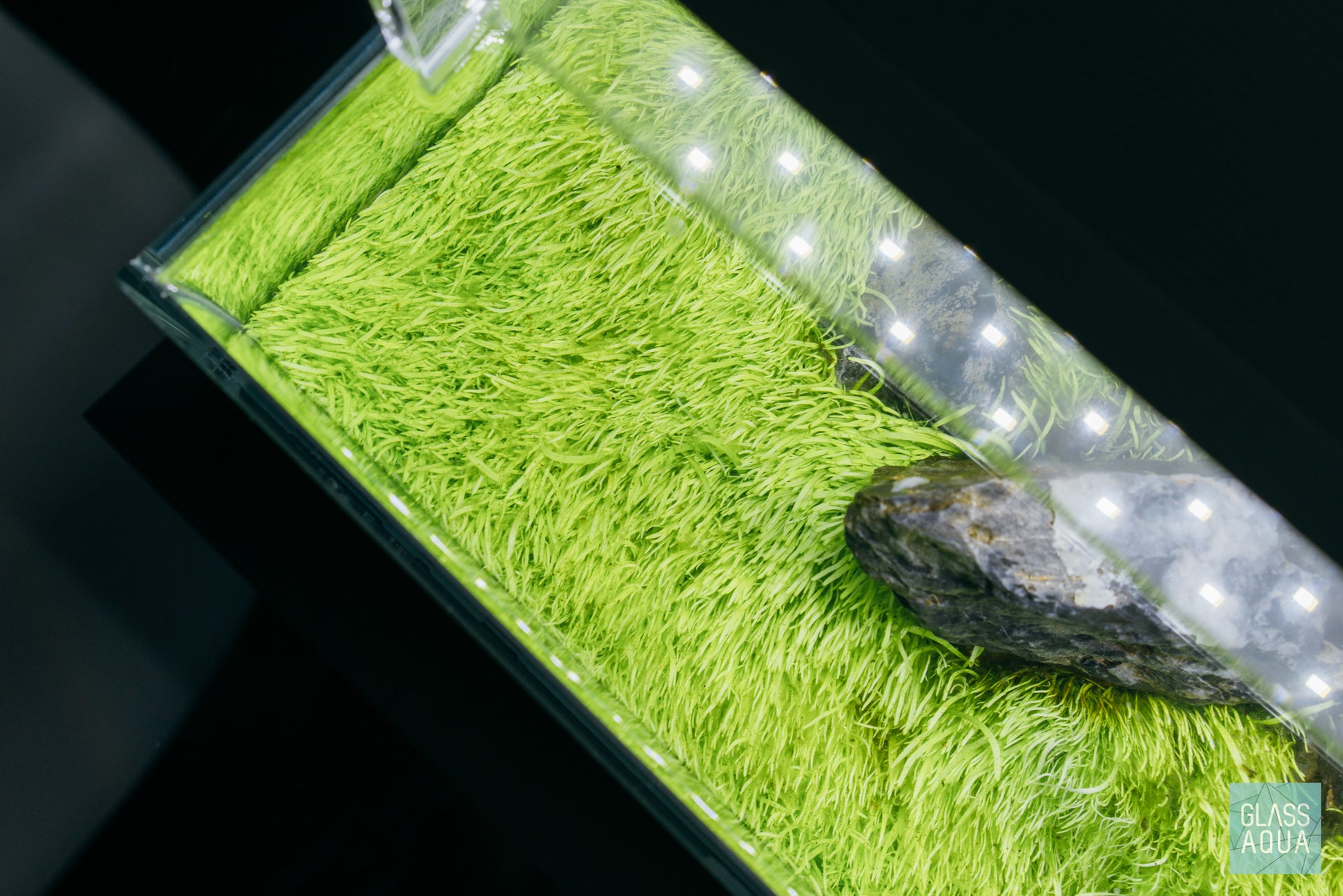 Utricularia Graminifolia - Glass Aqua