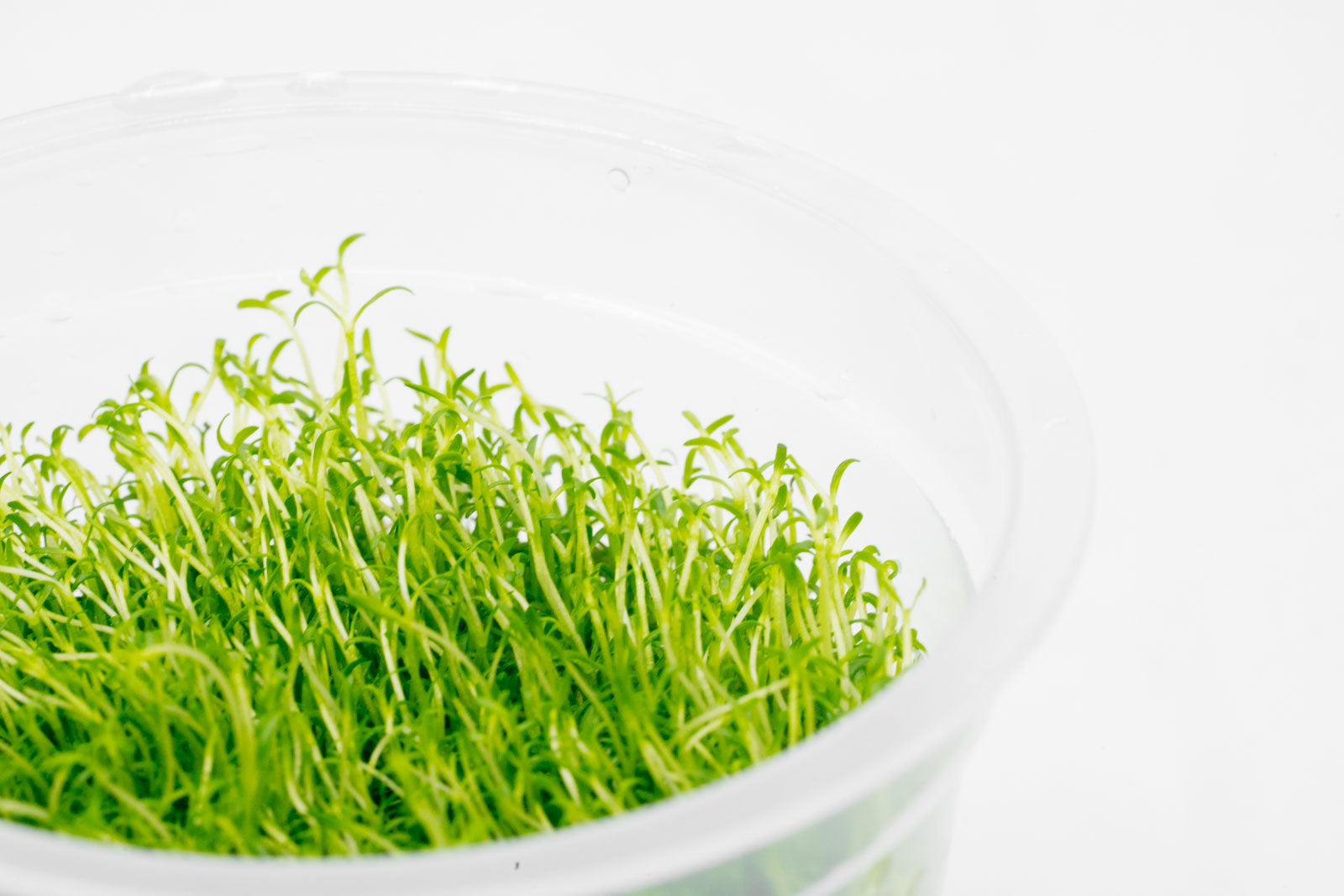 Shop Microcarpaea Minima Merrill Aquatic Plants - Glass Aqua