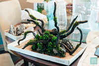 Java Moss - Glass Aqua