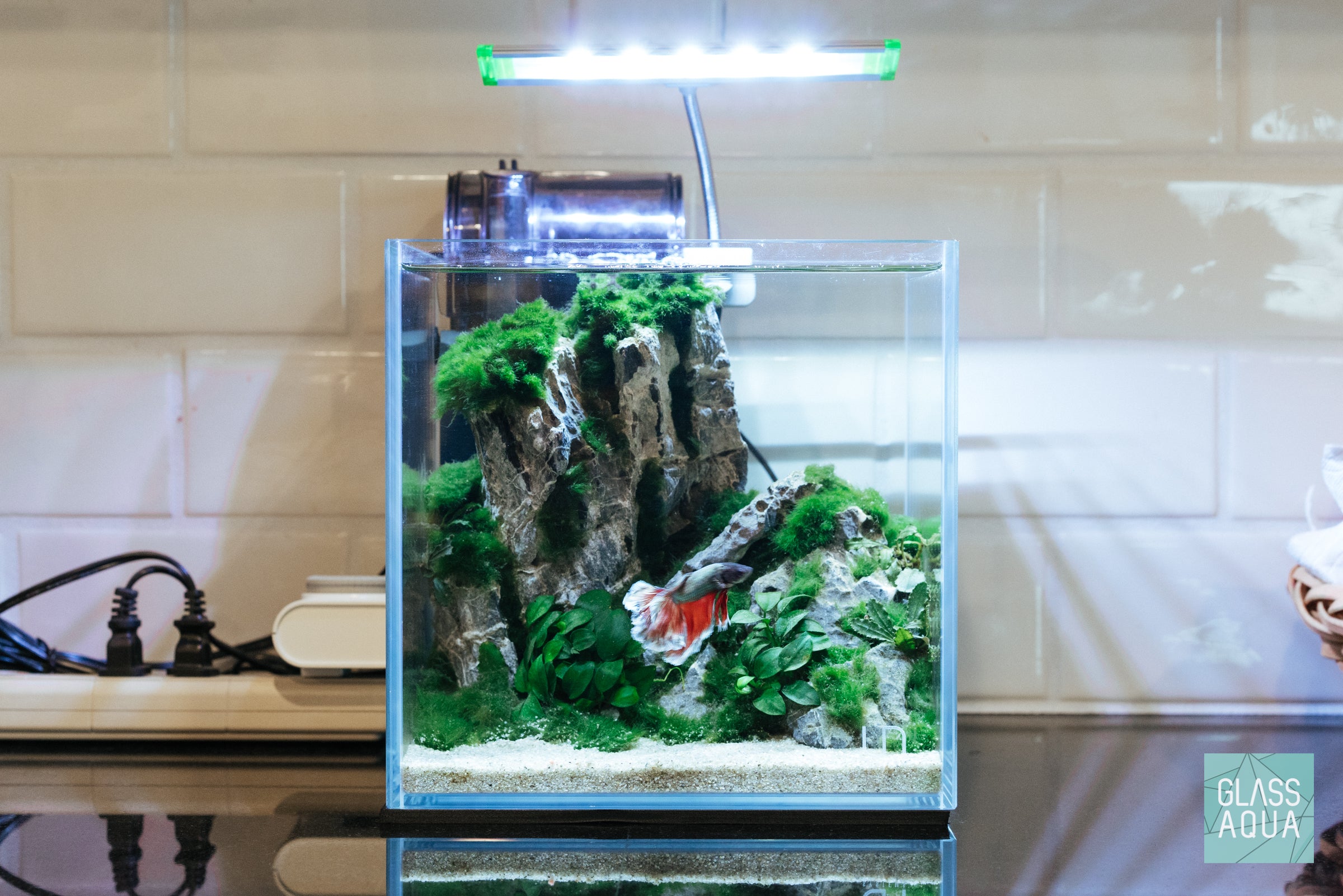 Marimo Moss Ball Easy Beginner Aquarium Plant – Glass Aqua