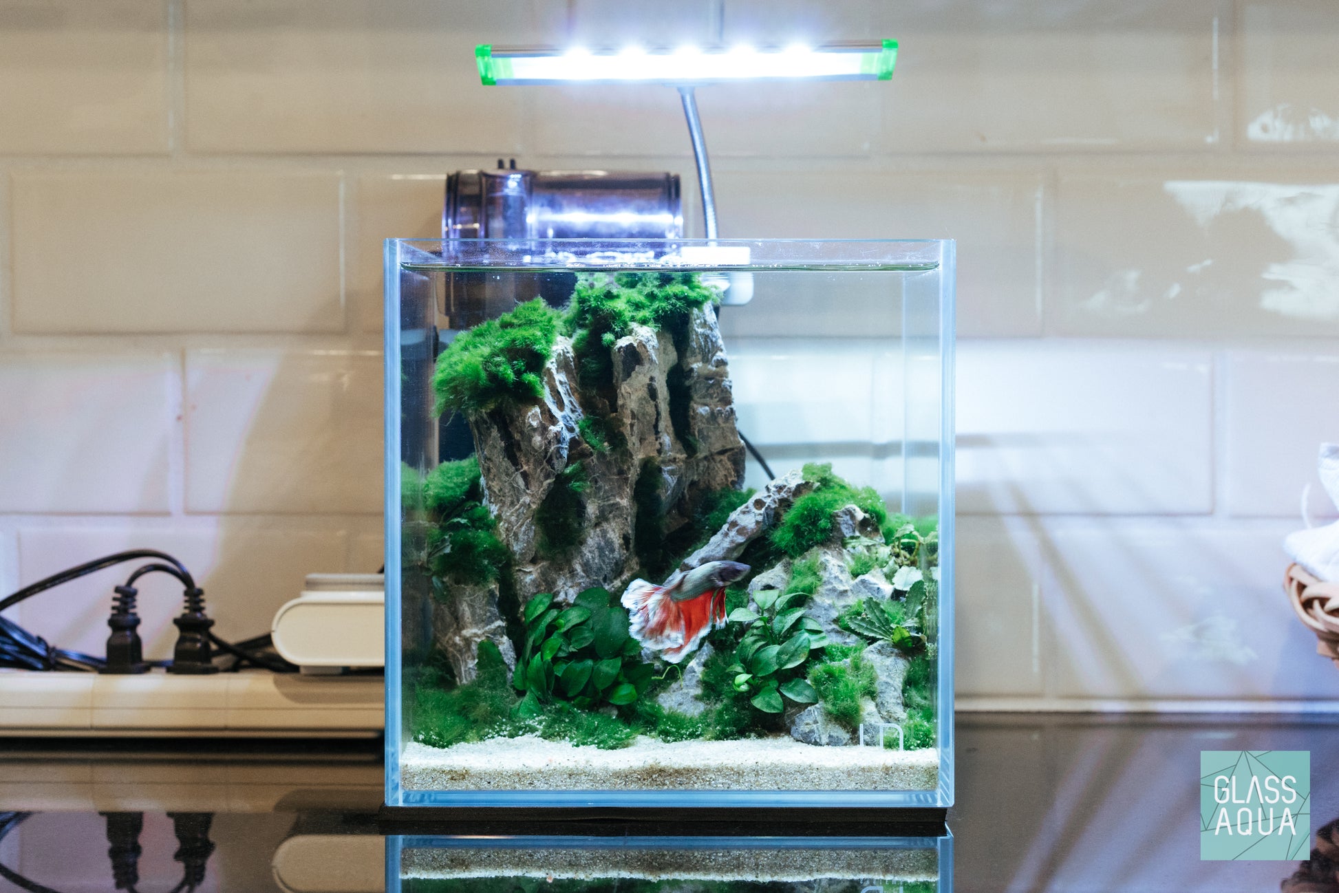 Marimo Moss Ball - Glass Aqua