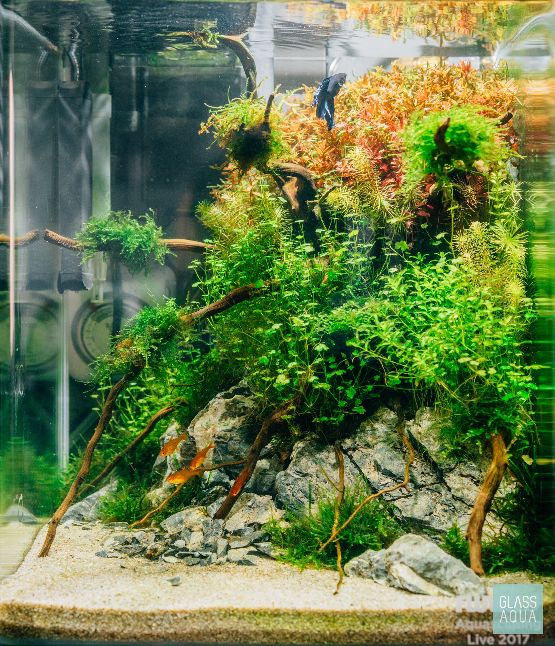 Spider Wood - Glass Aqua