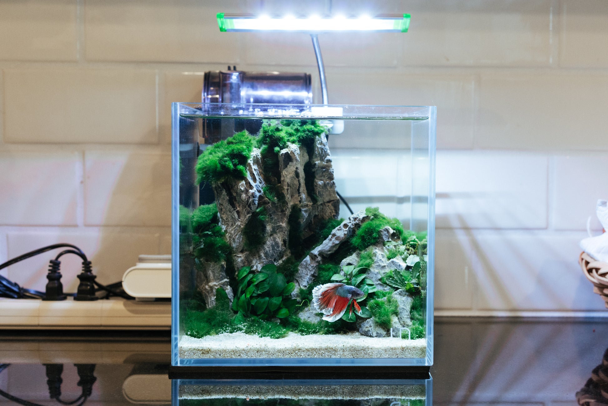 Anubias Nana Petite - Glass Aqua