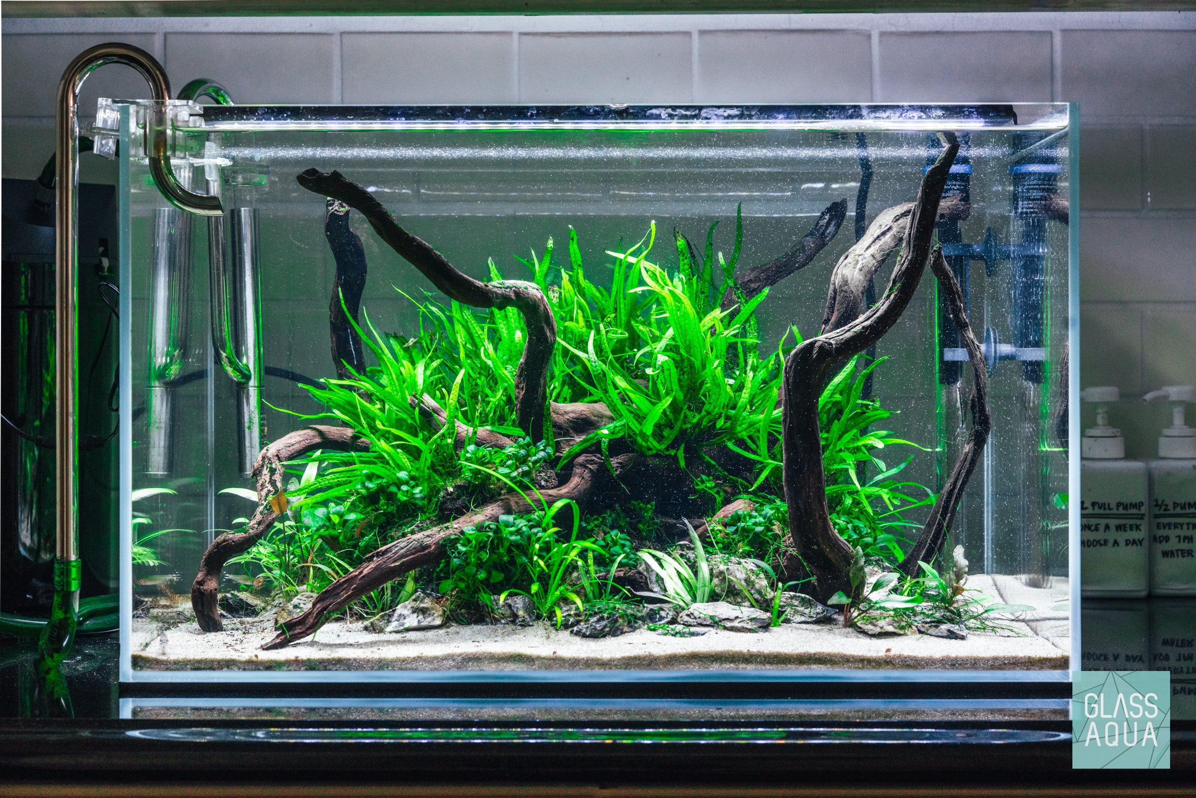 Java Fern Aquarium