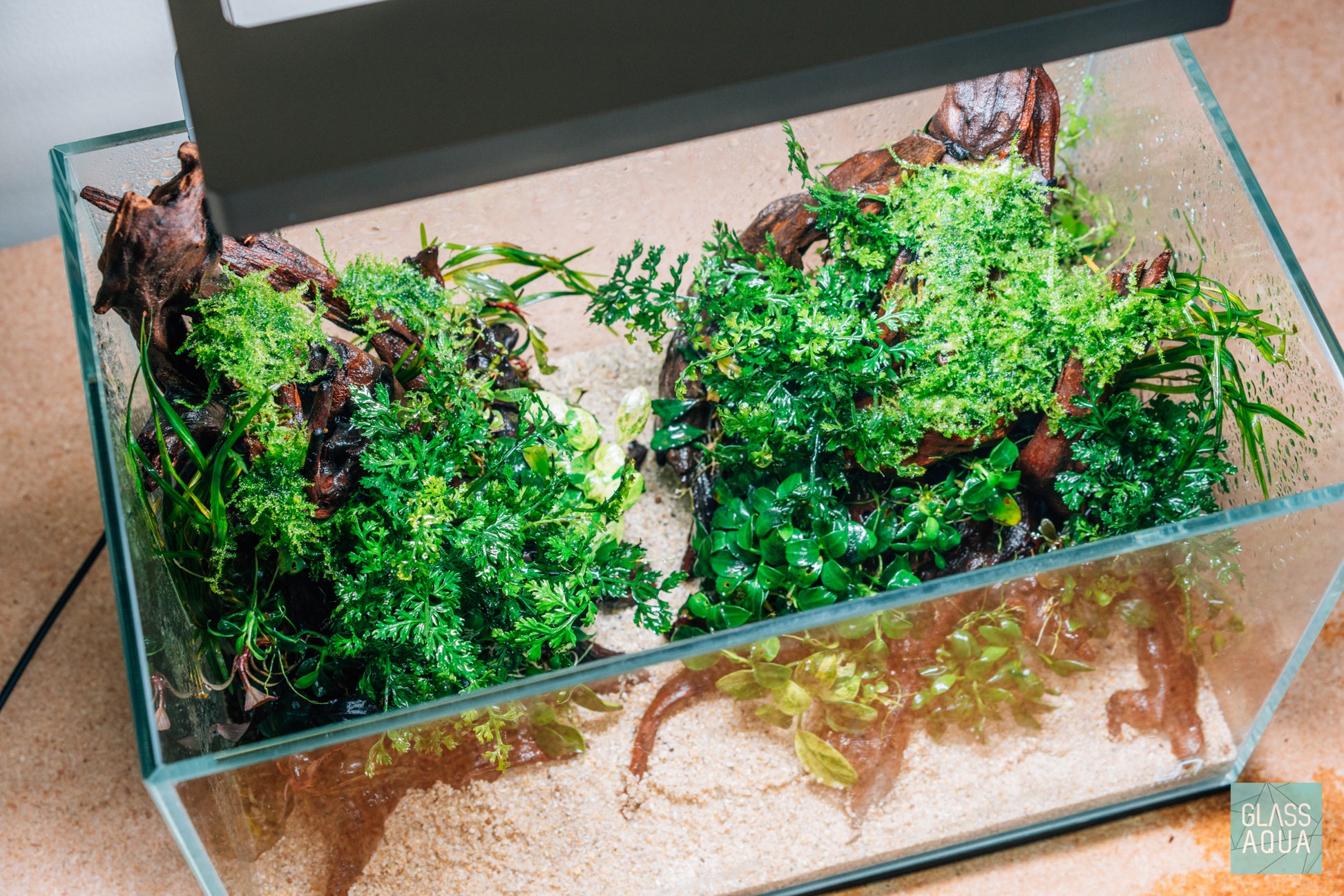 Bolbitis Difformis ‘Mini’ - Glass Aqua