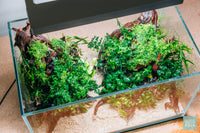 Bolbitis Difformis ‘Mini’ - Glass Aqua