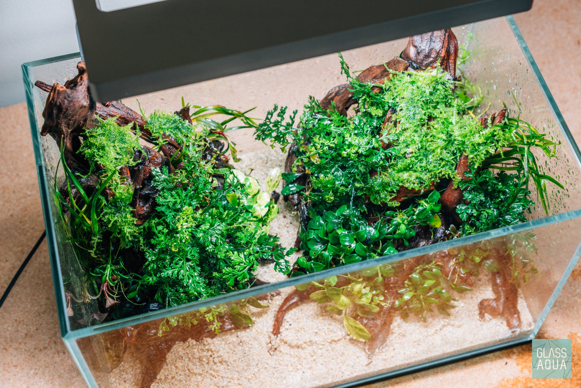 Bolbitis Difformis ‘Mini’ - Glass Aqua