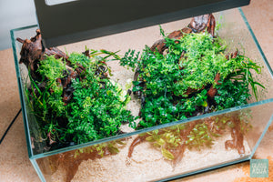 Bolbitis Difformis ‘Mini’ - Glass Aqua