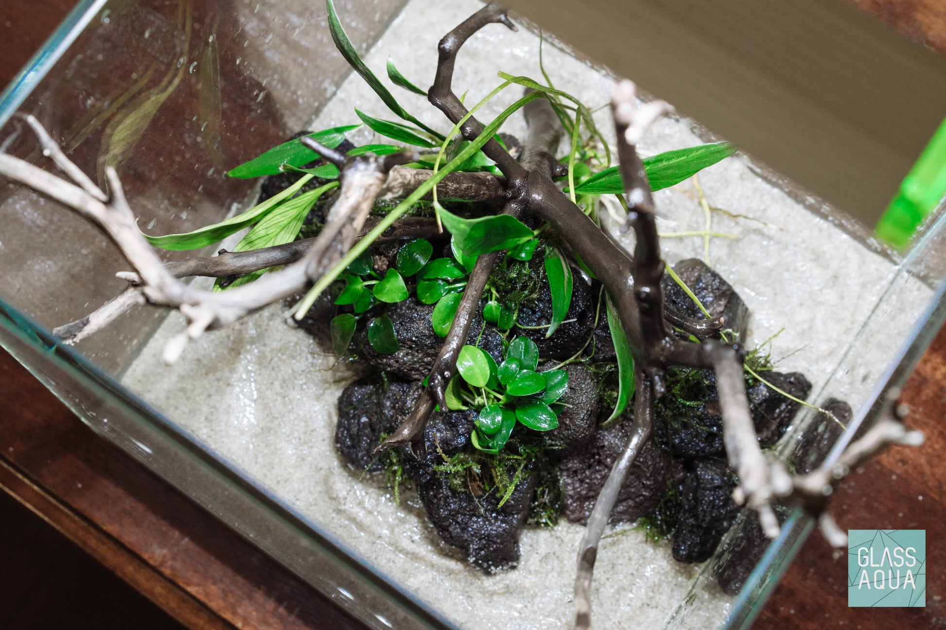 Anubias Nana Petite Popular Easy Aquarium Plant for Planted Tank