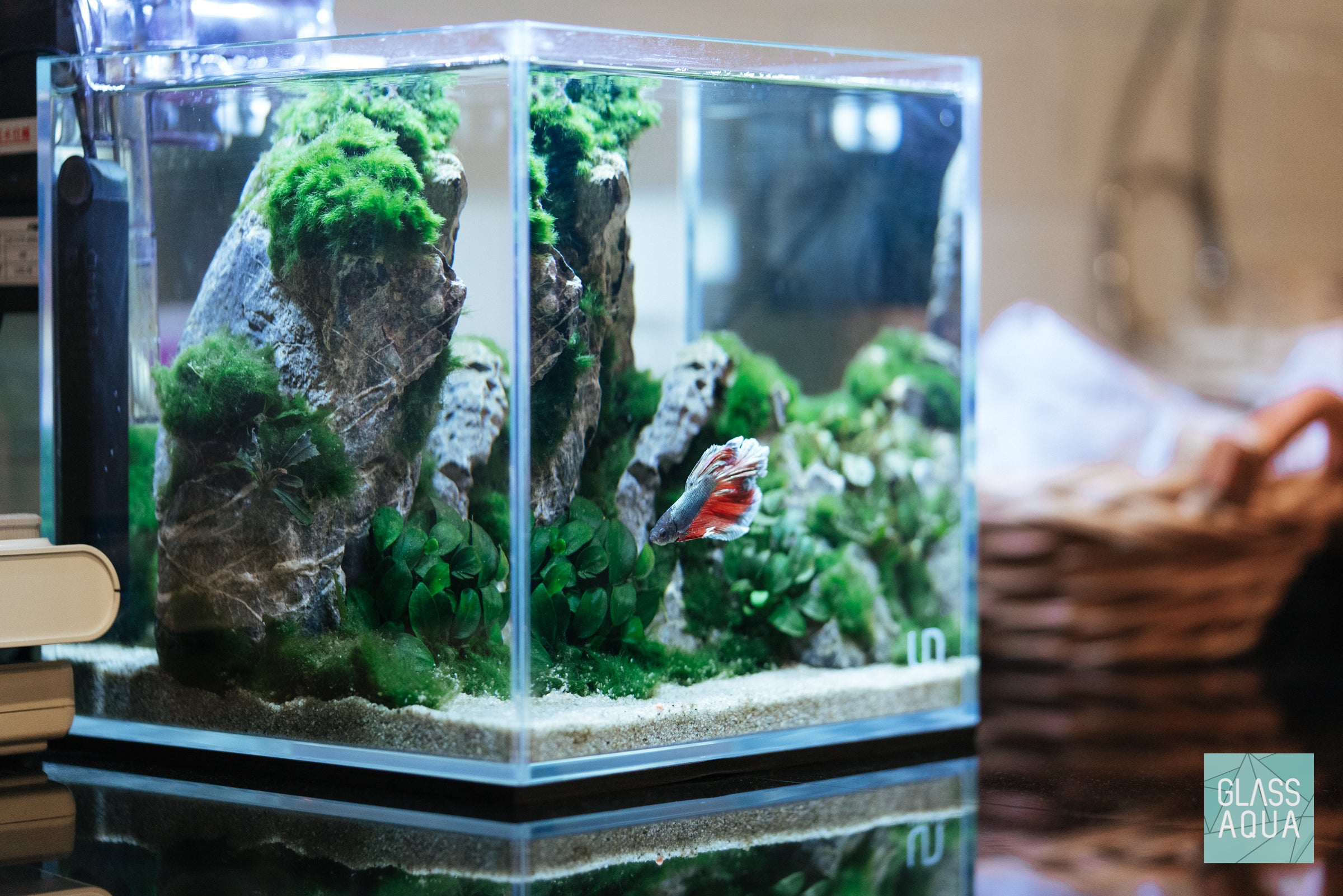 Marimo Moss Ball Easy Beginner Aquarium Plant – Glass Aqua