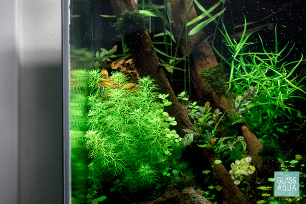 Detail shot of myriophyllum elatinoides mini in the ultum nature systems 30A cube rimless aquarium