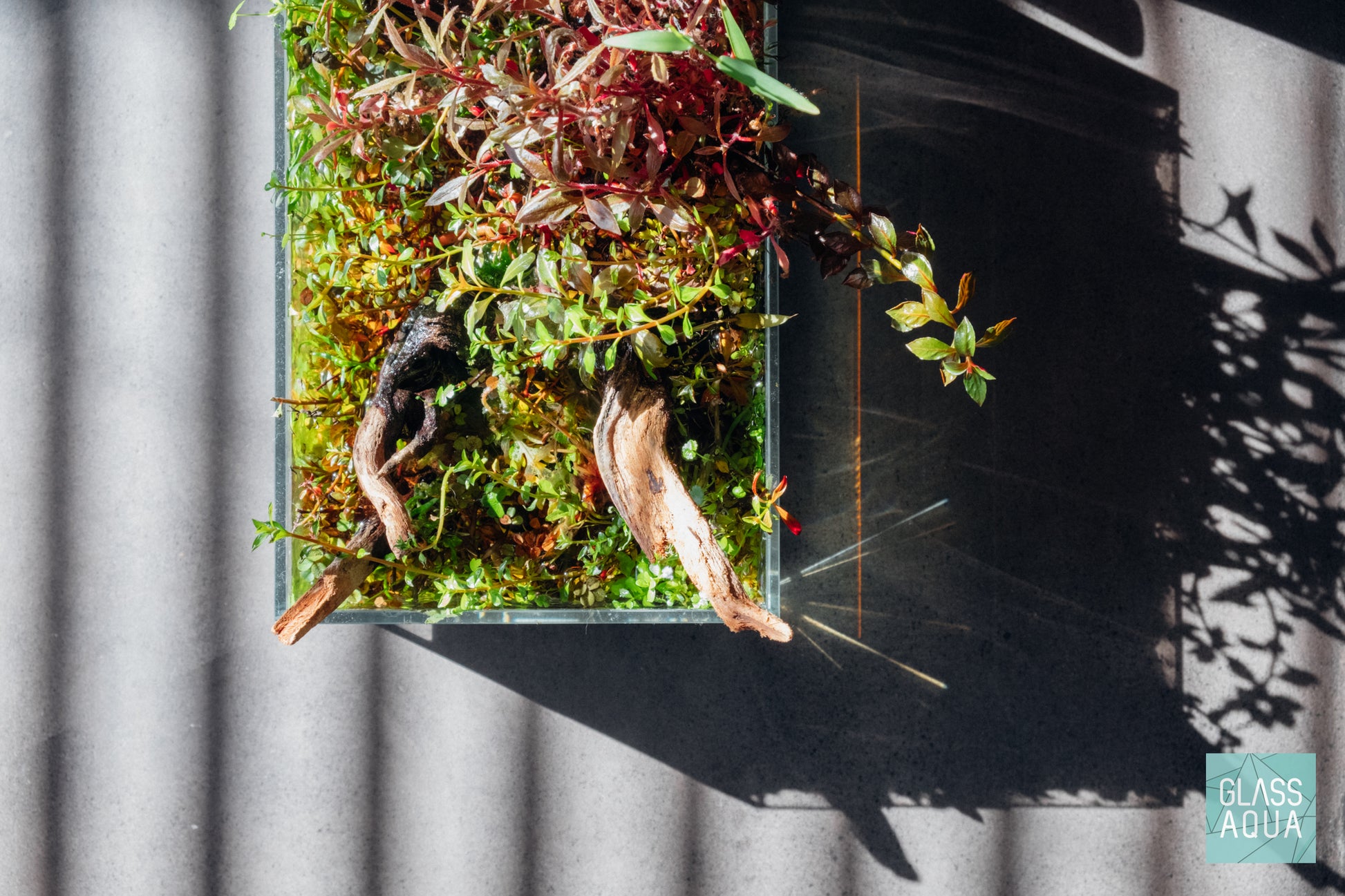 Ludwigia Natans Red Aquatic Stem Plant for Planted Aquarium Tank