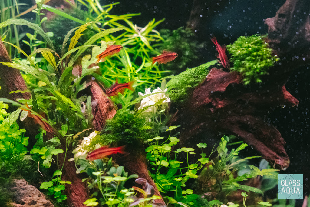 Anubias Nana Snow White Tissue Culture Rare Aquatic Aquarium Plant
