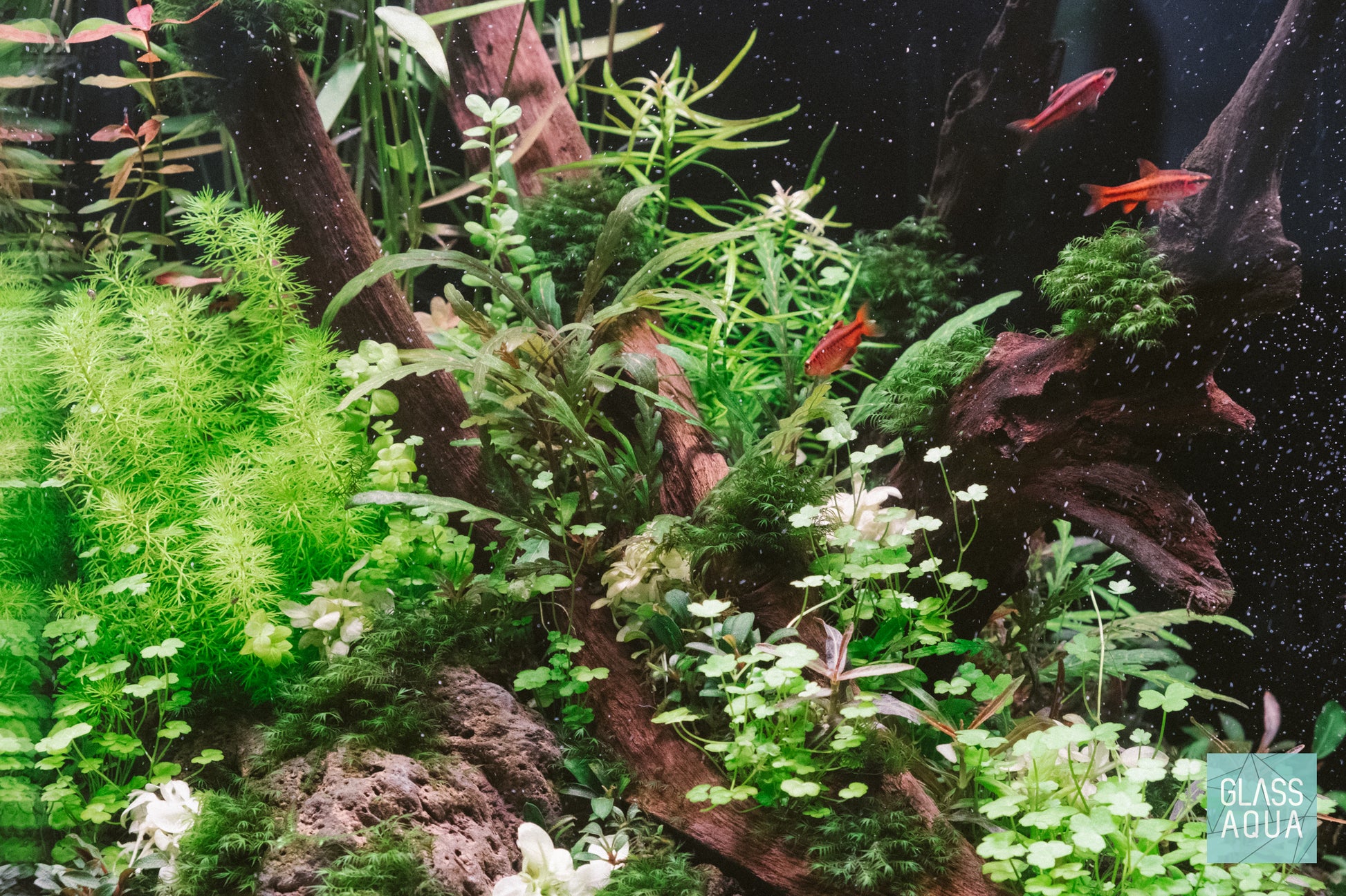 Shop Myriophyllum Elatinoides Aquatic Plants - Glass Aqua