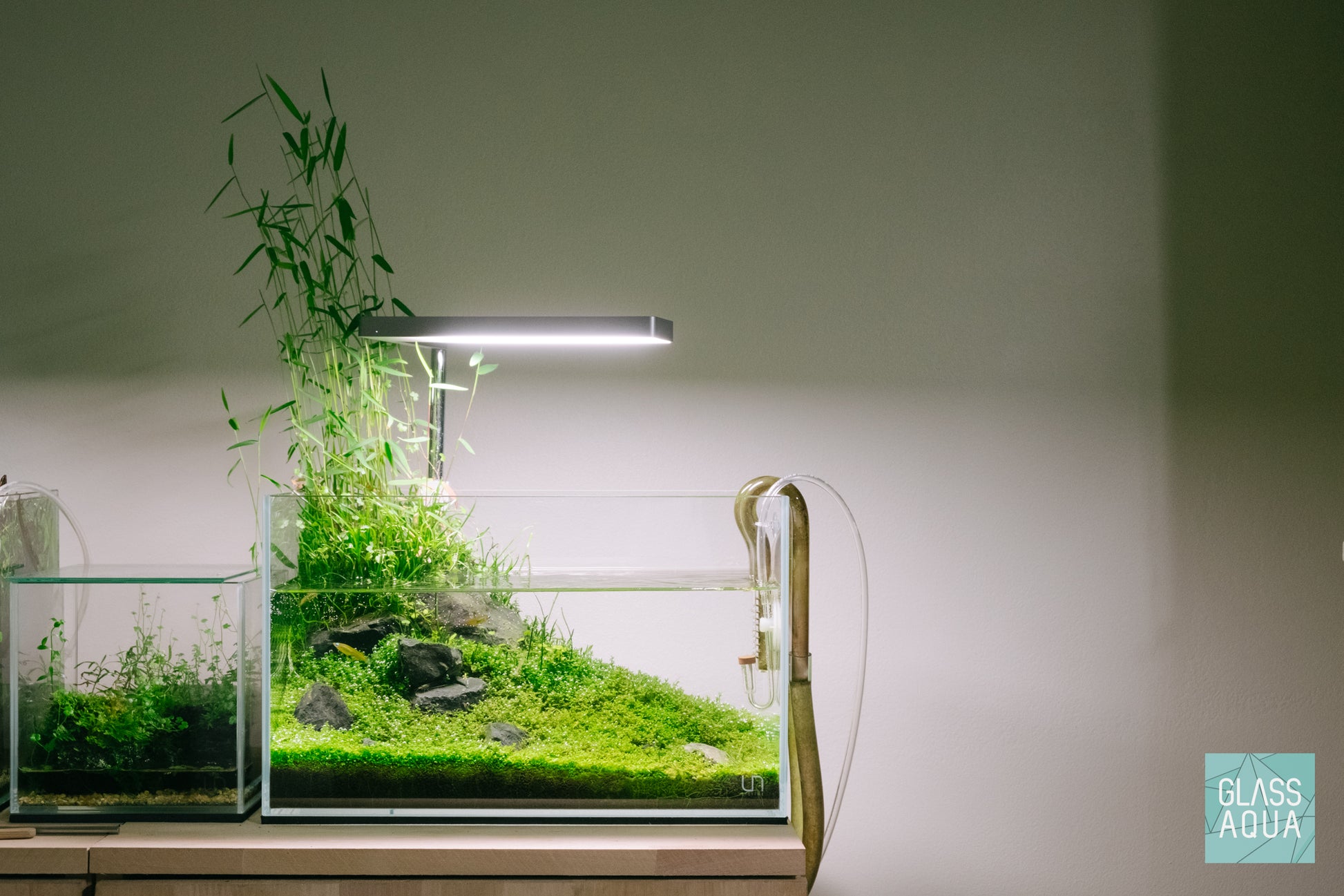 Hemianthus Callitrichoides ‘Cuba' - Glass Aqua