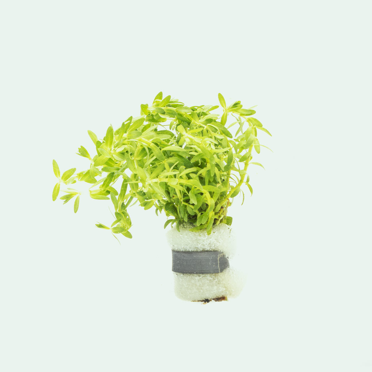 Didiplis Diandra - Glass Aqua