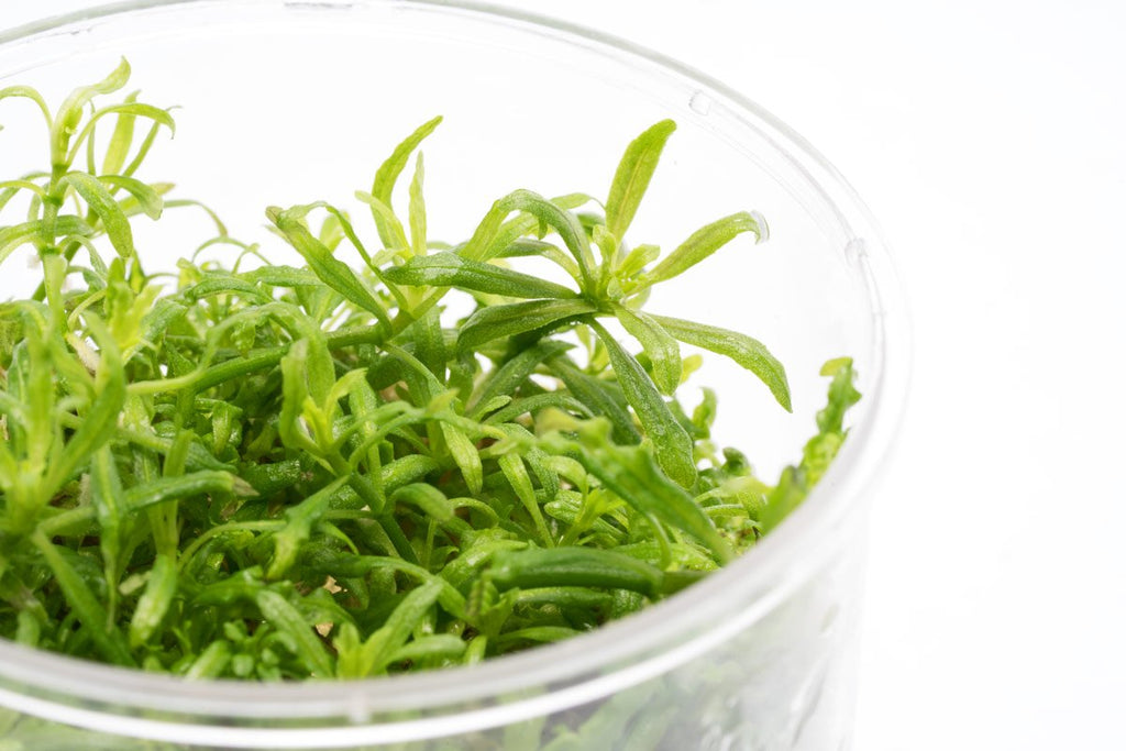 Pogostemon Helferi Downoi - Glass Aqua