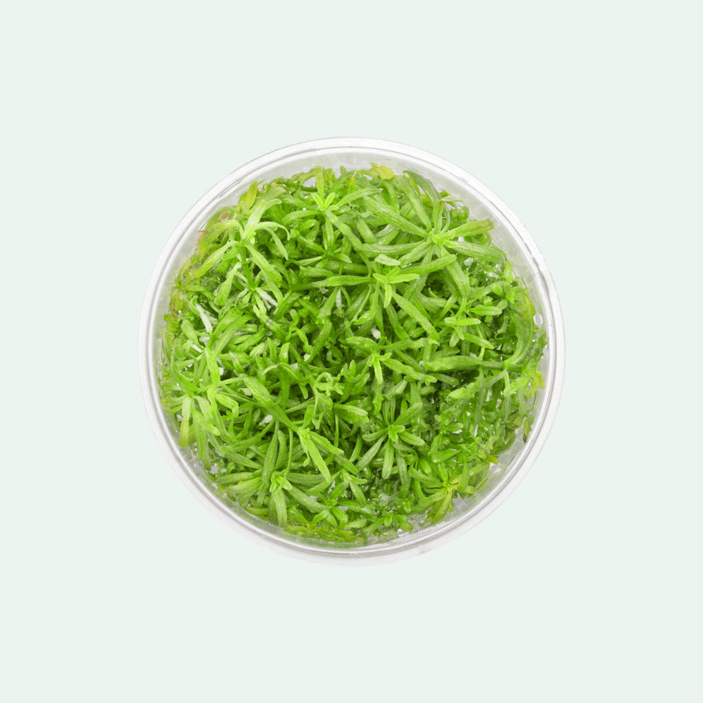 Pogostemon Helferi Downoi - Glass Aqua