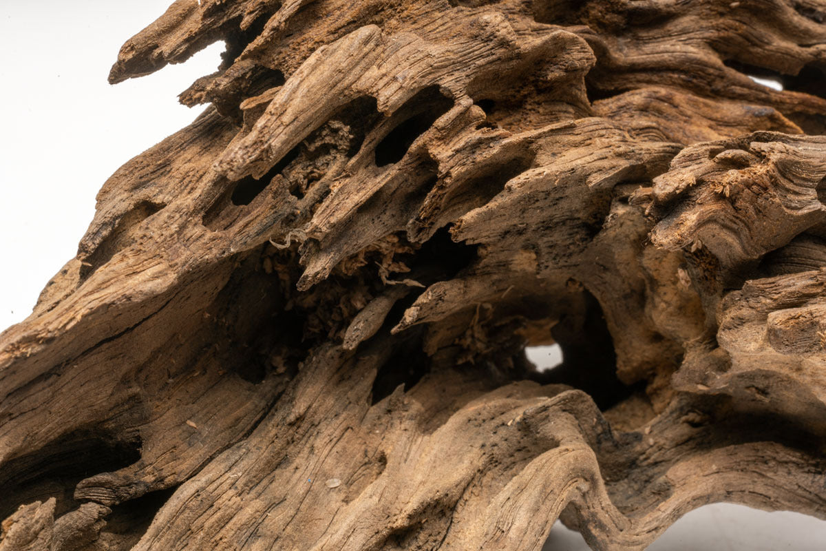 Shop Planted Aquarium Dragon Wood Hardscape - Glass Aqua