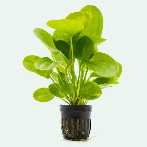 Shop Echinodorus Horizontalis Mini Aquatic Plants - Glass Aqua