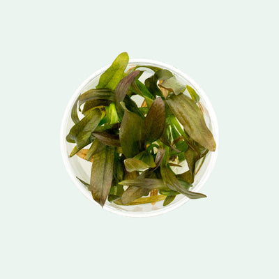 Shop Echinodorus Rose Aquatic Plants - Glass Aqua